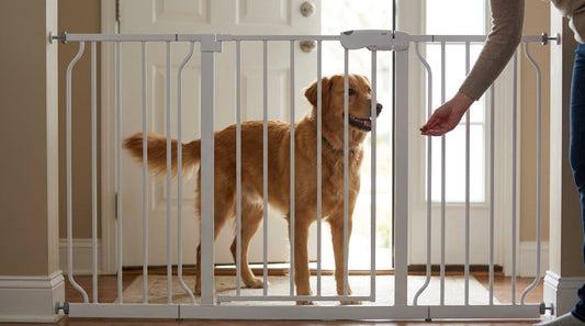 How to Stop Door-Dashing Without Scaring Your Dog