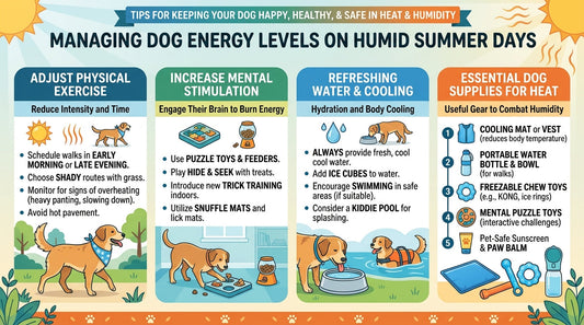 Managing Dog Energy Levels on Humid Summer Days