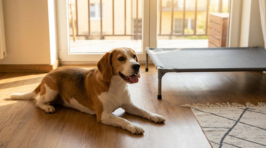 Dog-Safe Cooling Ideas for Homes Without Much Space