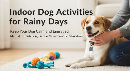 Indoor Dog Activities for Cold or Rainy Days