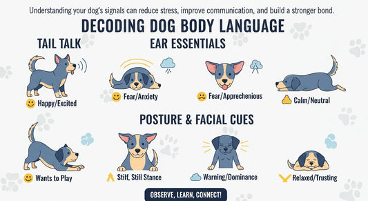 What Your Dog’s Body Language Is Trying to Tell You