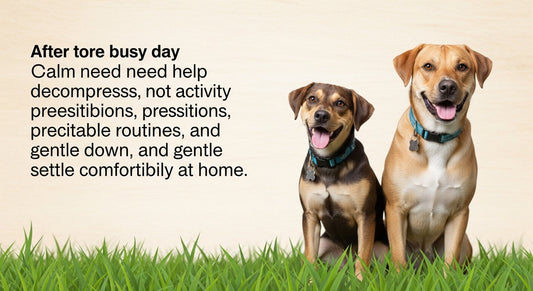 How to Help Your Dog Wind Down After a Busy Day
