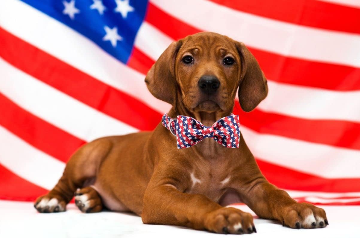 Lionet Paws Patriotic Dog and Cat Collar with Bowtie, 4th of July, Soft and Comfortable, Adjustable Collar for Puppies and Cats, Neck 8-12 inches