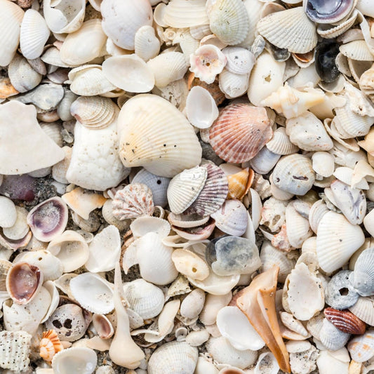 Natural Organic Sea Shell Mulch for Gardens and Landscaping – Decorative and Nutrient-Rich, 0.5–3-Inch Shells, Perfect for Indoor and Outdoor Use (0.5 CF - 14 L - 15 QTS)